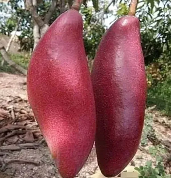 King_Of_Chakapath_Mango_Grafted_Fruit_Plant