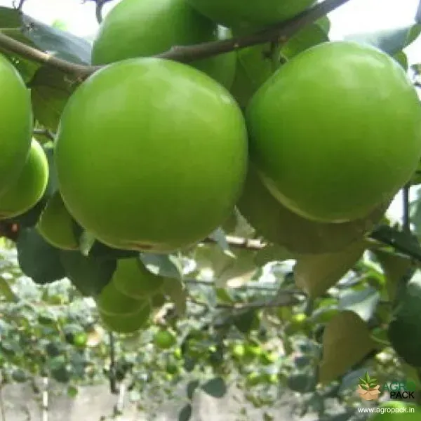 Seedless_Apple_Ber_Grafted_Hybrid_Fruit_Plant