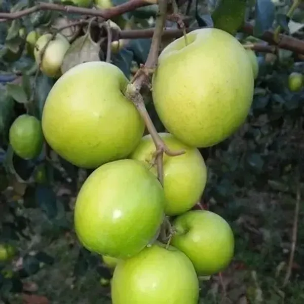 Seedless_Apple_Ber_Grafted_Hybrid_Fruit_Plant