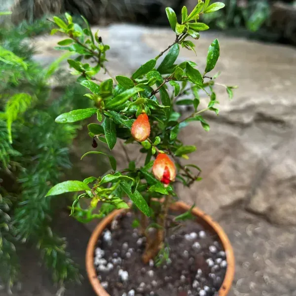Bhagwa_Red_Pomegranate_Fruit_Plant