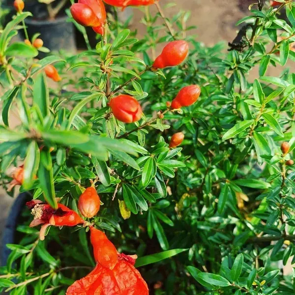 Bhagwa_Red_Pomegranate_Fruit_Plant