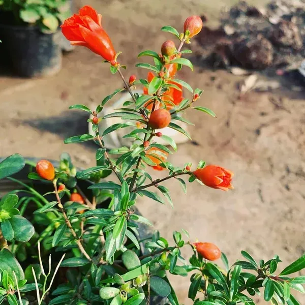 Bhagwa_Red_Pomegranate_Fruit_Plant