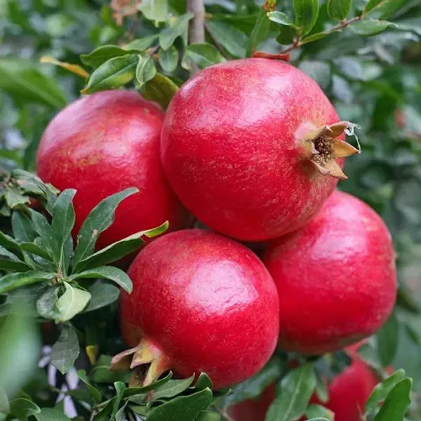 Bhagwa_Red_Pomegranate_Fruit_Plant