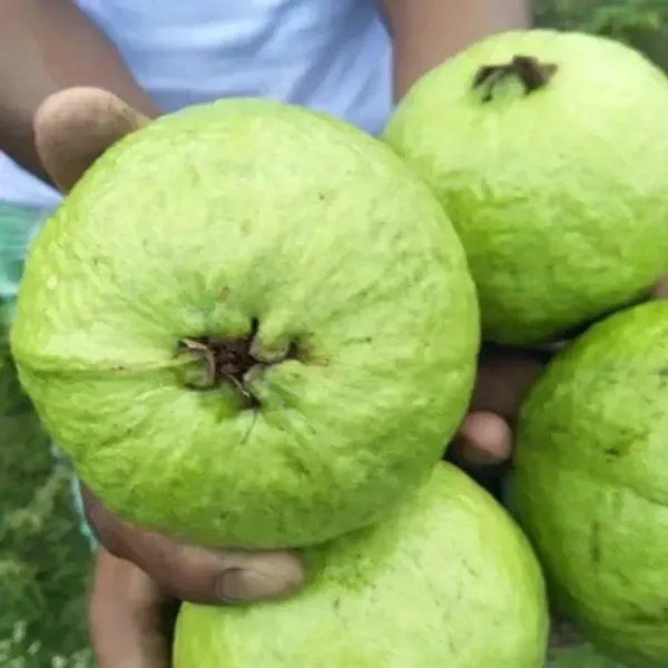 Thai_5_Guava_Grafted_Hybrid_Fruit_Plant