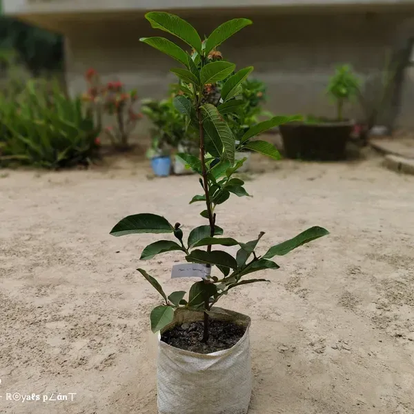 Thai_5_Guava_Grafted_Hybrid_Fruit_Plant