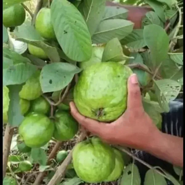 Thai_5_Guava_Grafted_Hybrid_Fruit_Plant