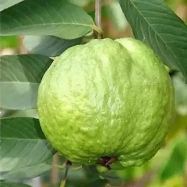 Thai_5_Guava_Grafted_Hybrid_Fruit_Plant