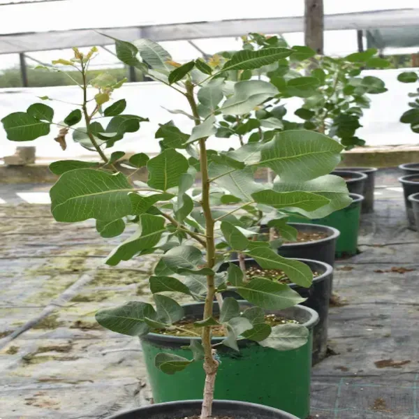 Pistachio_Grafted_Live_Fruit_Plant