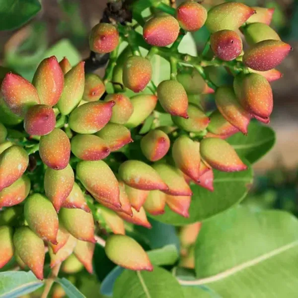 Pistachio_Grafted_Live_Fruit_Plant