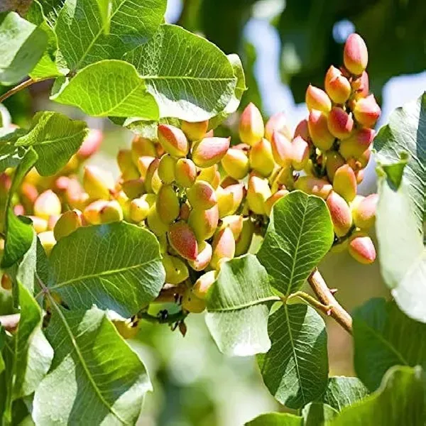 Pistachio_Grafted_Live_Fruit_Plant