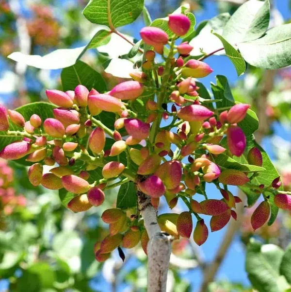 Pistachio_Grafted_Live_Fruit_Plant