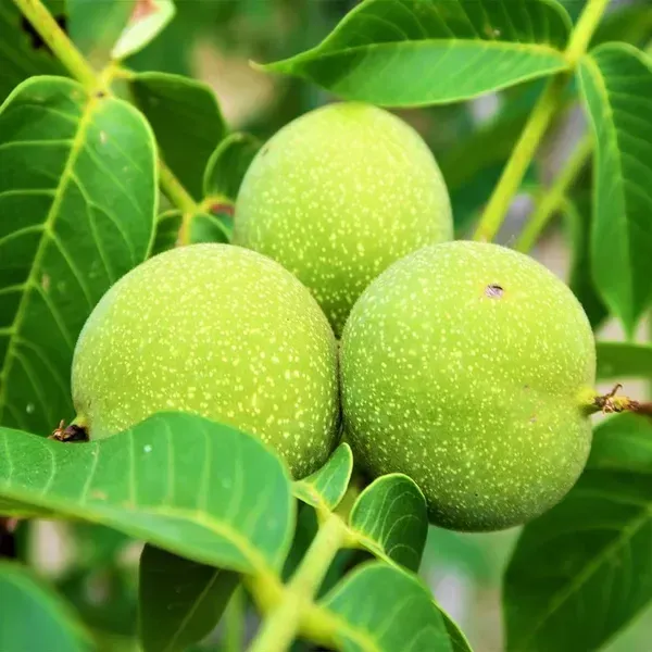 Hybrid_Walnut_Akhrot_Grafted_Fruit_Plant