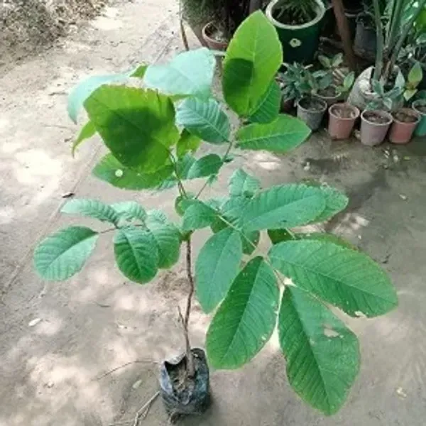 Hybrid_Walnut_Akhrot_Grafted_Fruit_Plant