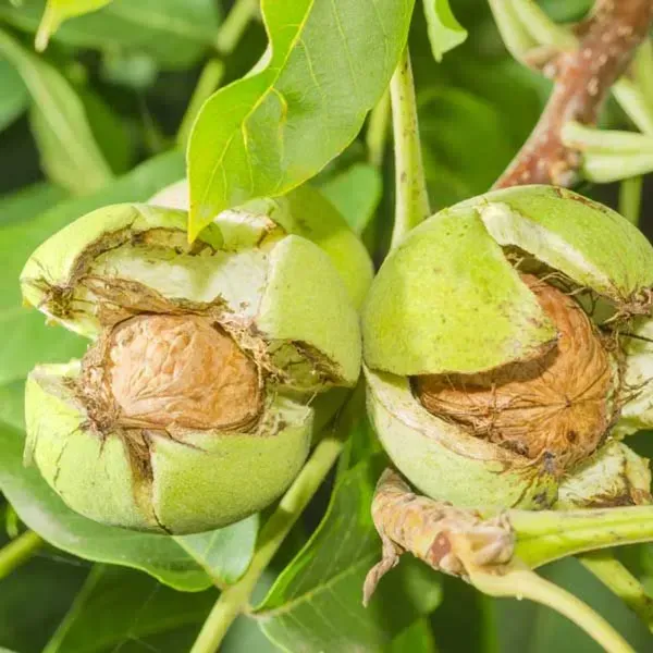 Hybrid_Walnut_Akhrot_Grafted_Fruit_Plant