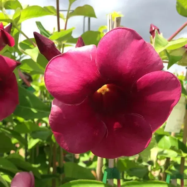 Hybrid_Allamanda_Flower_Plant_Expensive_Red