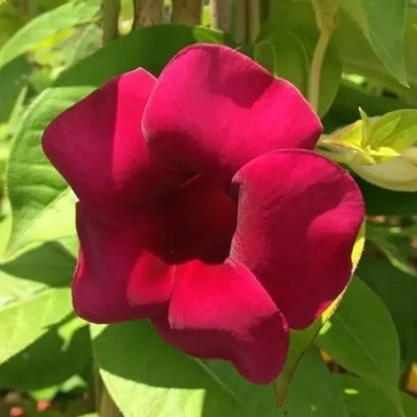 Hybrid_Allamanda_Flower_Plant_Expensive_Red