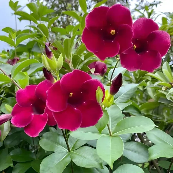 Hybrid_Allamanda_Flower_Plant_Expensive_Red