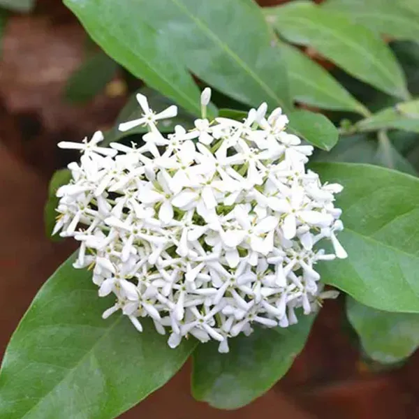 Chinese_Ixora_Flower_Plants_White