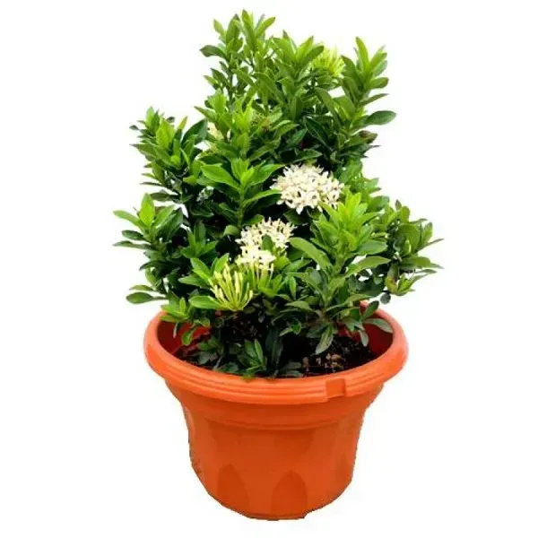 Chinese_Ixora_Flower_Plants_White