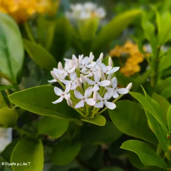 Chinese_Ixora_Flower_Plants_White