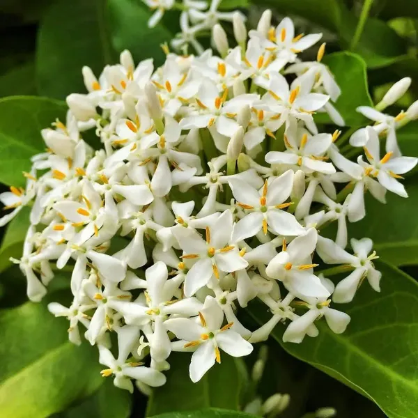 Chinese_Ixora_Flower_Plants_White