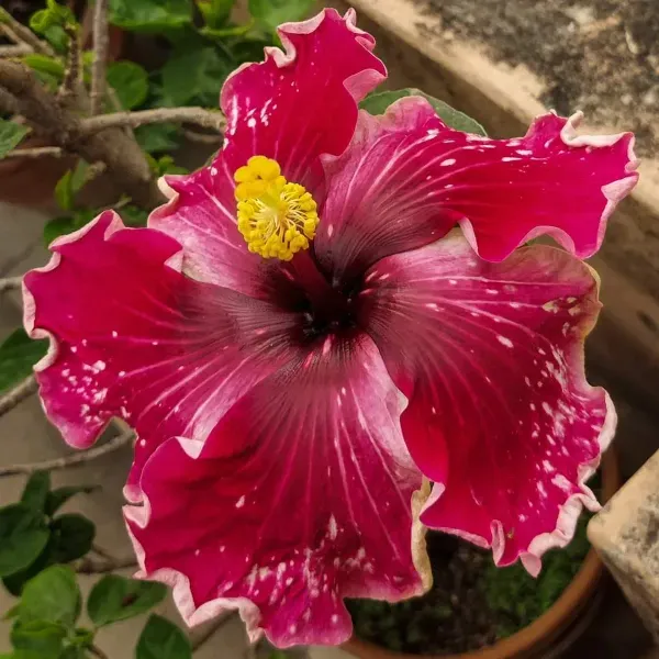 Australian_Variety_Grafted_Hibiscus_Flower_Plant