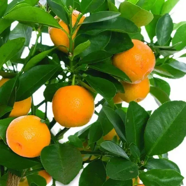 Orange_Malta_Grafted_Hybrid_Fruit_Plant
