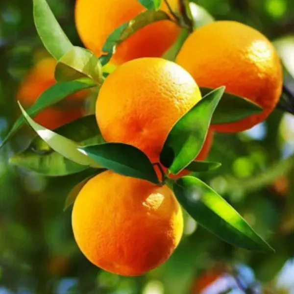 Orange_Malta_Grafted_Hybrid_Fruit_Plant