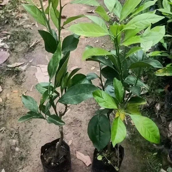 Orange_Malta_Grafted_Hybrid_Fruit_Plant
