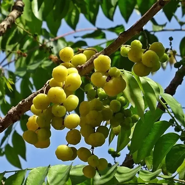 Hybrid_Star_Gooseberry_Amla_Fruit_Plant