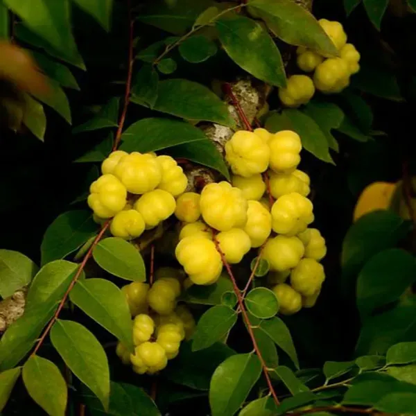 Hybrid_Star_Gooseberry_Amla_Fruit_Plant