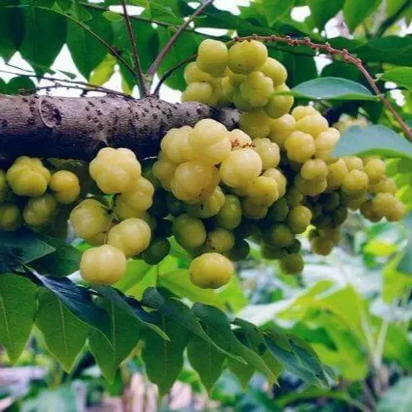 Hybrid_Star_Gooseberry_Amla_Fruit_Plant