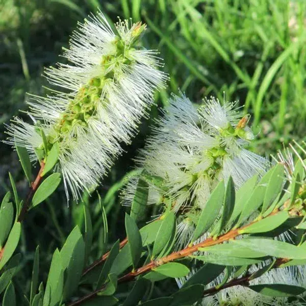 Dwarf_Variety_Bottle_Brush_Flower_Plant_White