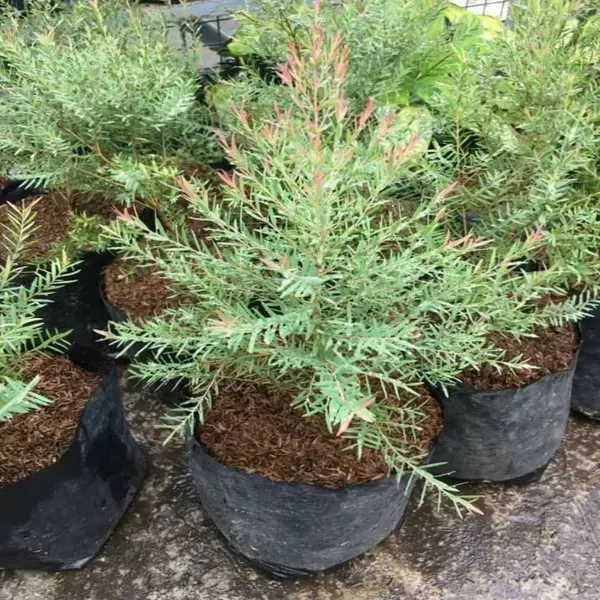 Dwarf_Variety_Bottle_Brush_Flower_Plant_White