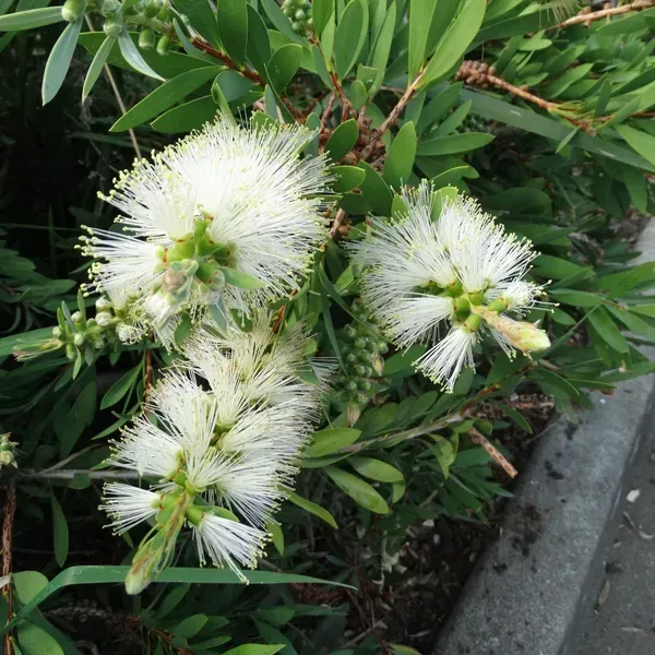 Dwarf_Variety_Bottle_Brush_Flower_Plant_White