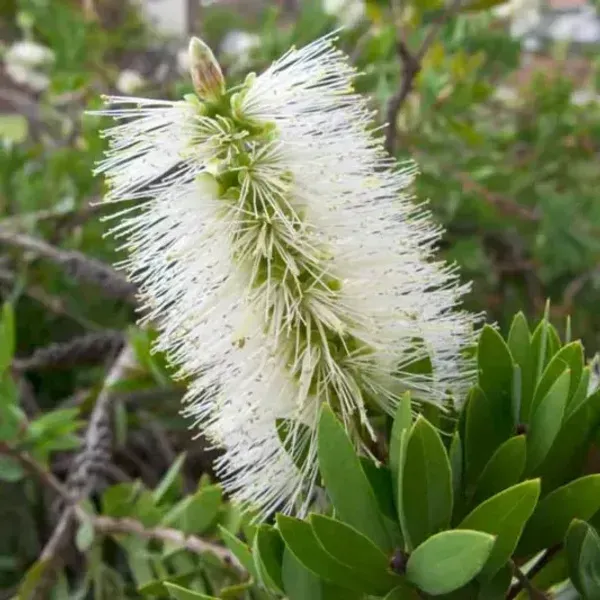 Dwarf_Variety_Bottle_Brush_Flower_Plant_White
