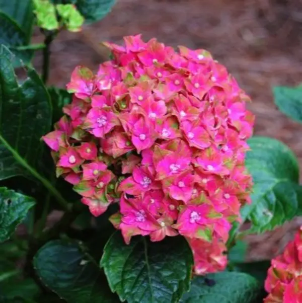 Hybrid_Hydrangea_Flower_Plants_Red