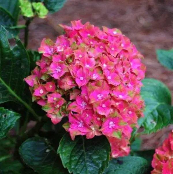 Hybrid_Hydrangea_Flower_Plants_Red
