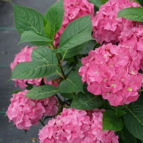 Hybrid_Hydrangea_Flower_Plants_Red
