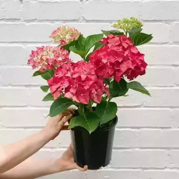 Hybrid_Hydrangea_Flower_Plants_Red