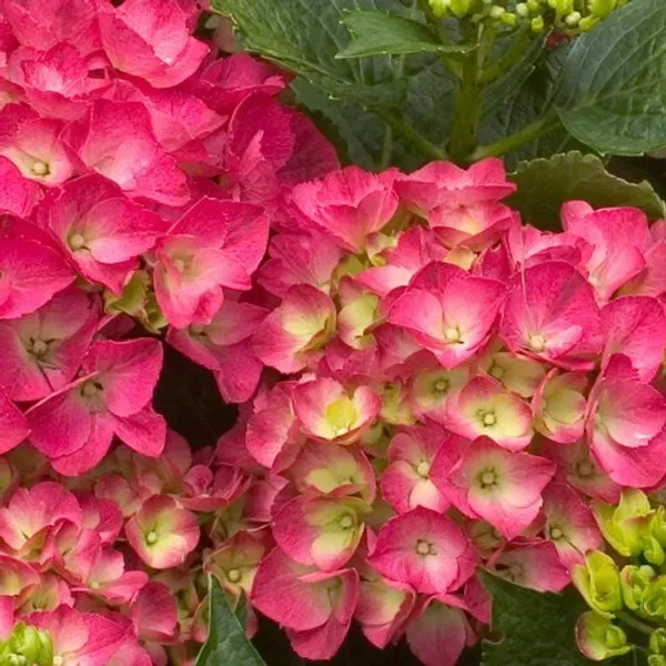Hybrid_Hydrangea_Flower_Plants_Red