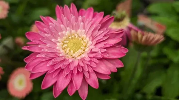 Hybrid_Gerbera_Flower_Plant_Pink