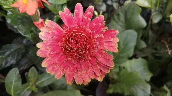 Hybrid_Gerbera_Flower_Plant_Pink