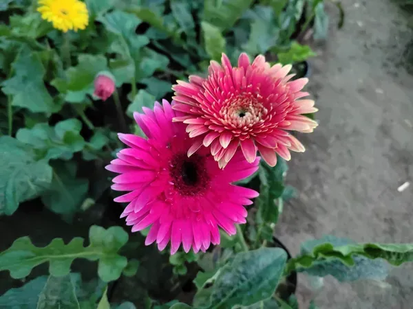 Hybrid_Gerbera_Flower_Plant_Pink