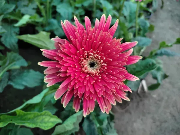 Hybrid_Gerbera_Flower_Plant_Pink