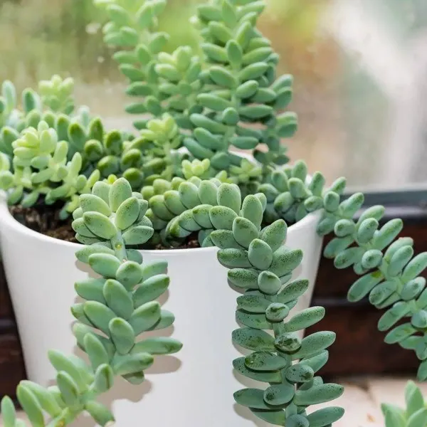 Sedum_Burrito_Sacculents_Live_Plant