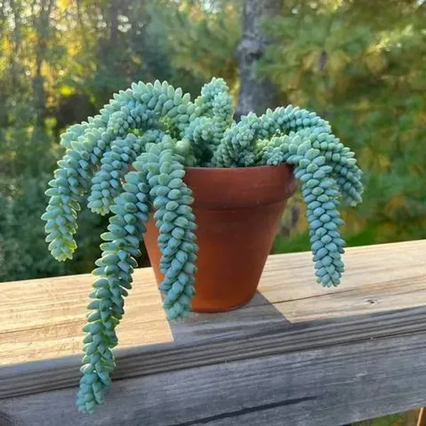 Sedum_Burrito_Sacculents_Live_Plant