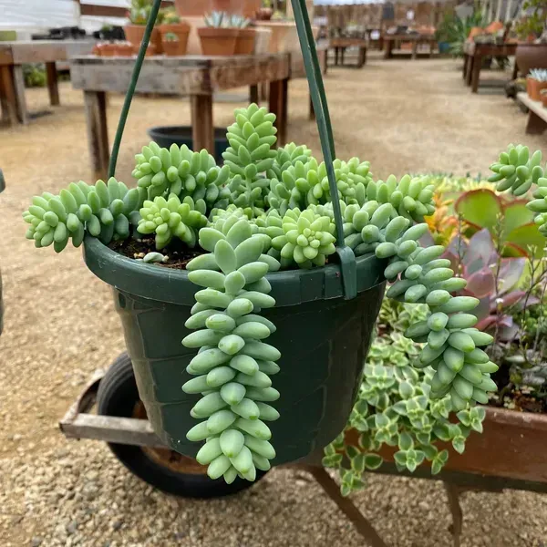 Sedum_Burrito_Sacculents_Live_Plant