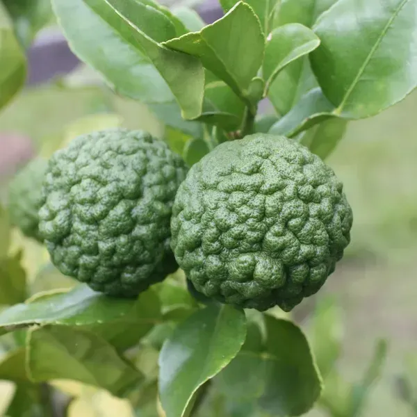 Kaffir_Lemon_Grafted_Hybrid_Fruit_Plant