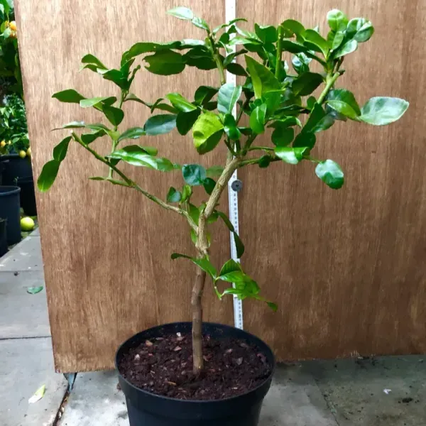 Kaffir_Lemon_Grafted_Hybrid_Fruit_Plant
